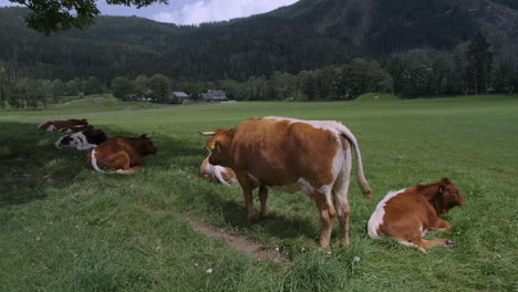 Kuh-Auf-Bergwiese