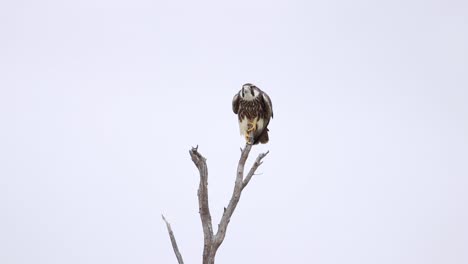 Wide-shot-of-a-juvenile-Lanner-Falcon-balancing-on-a-dead-tree-while-flapping-its-wings,-Kgalagadi-Transfrontier-Park