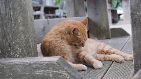 Orange-cat-cleaning-fur,-close-up