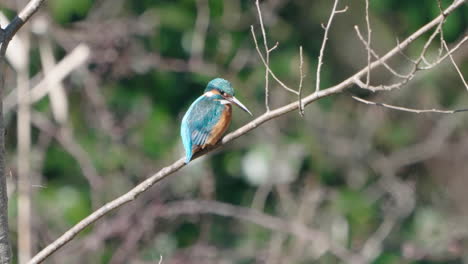 Eurasian-Kingfisher-Resting-On-A-Leafless-Branch-Of-Tree-In-Tokyo,-Japan