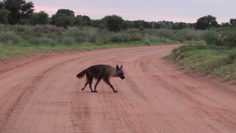 Wide-shot-of-a-Brown-Hyena-crossing-the-red-sandy-road-in-the-Kgalagadi-Transfrontier-Park-and-walking-out-the-frame