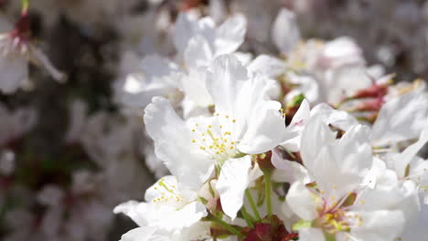 Kirschbaumblüten-Wiegen-Sich-In-Einer-Sanften-Brise