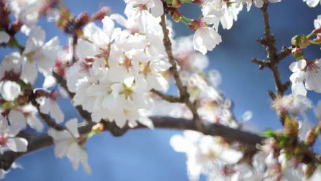 Kippen-Sie-Auf-Weinende-Kirschbaumblüten