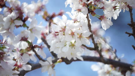 Cherry-tree-blossoms-in-bloom