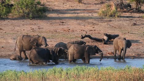 Plano-General-De-Una-Manada-De-Cría-De-Elefantes-Bebiendo-Y-Jugando-En-Un-Pozo-De-Agua-En-El-Parque-Nacional-Kruger