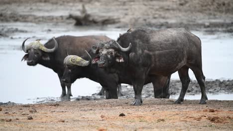 Full-body-shot-of-three-old-Cape-Buffalo-standing-at-a-waterhole-in-Kruger-National-Park