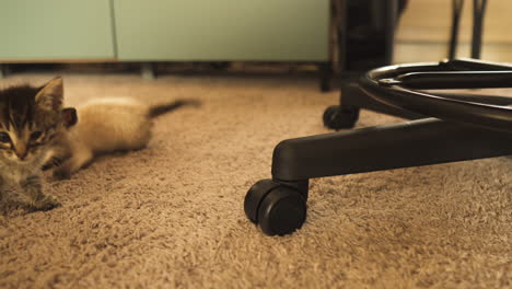 Tabby-and-Siamese-kittens-playing-around-a-swivel-chair,-medium-shot