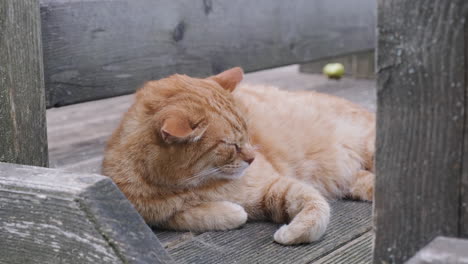 Orange-cat-sleeping-on-porch,-close-up