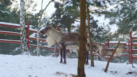Slow-pan-of-reindeers-running-in-a-snowed-farm-of-Norway-with-a-red-fence