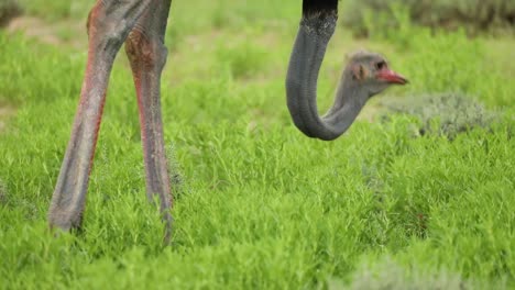 Medium-closeup-of-an-Ostrich-feeding-in-the-green-grass-of-the-Kgalagadi-Transfrontier-Park-only-showing-its-head-and-legs