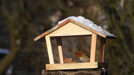 Süßes-Und-Aufmerksames-Rotkehlchen,-Das-An-Einem-Sonnigen-Wintertag-Von-Einem-Vogelhäuschen-Isst