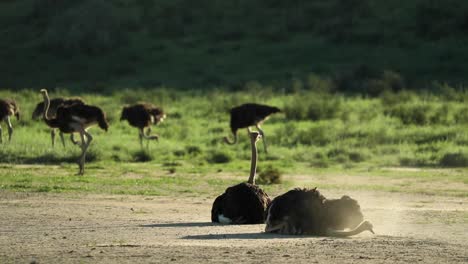 Wide-shot-of-a-flock-of-Ostriches-with-two-adults-laying-in-front-and-taking-a-dust-bath-and-more-ostriches-feeding-in-the-background,-Kgalagadi-Transfrontier-Park