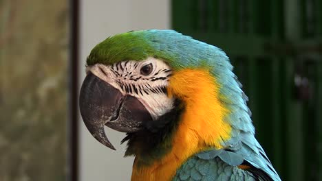 Detail-of-a-Blue-and-yellow-macaw-parrot-in-Cartagena,-Colombia