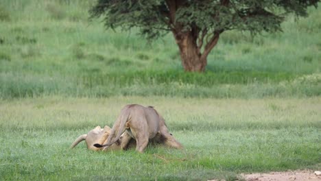 Stunning-slow-motion-of-two-black-maned-lion-brothers-romping-and-playing-in-the-green-Kgalagadi-Transfrontier-Park