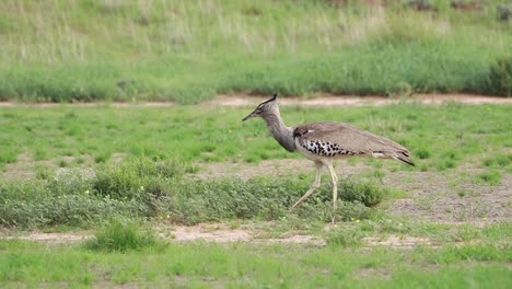 Panning-shot-of-a-Kori-Bustard-looking-for-food-while-walking-through-the-green-grass-of-the-Kgalagadi-Transfrontier-Park
