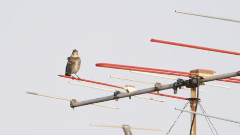 A-fixed-shot-of-a-brown-Dusky-Thrush-standing-on-a-Yagi-Uda-antenna-in-Tokyo,-Japan