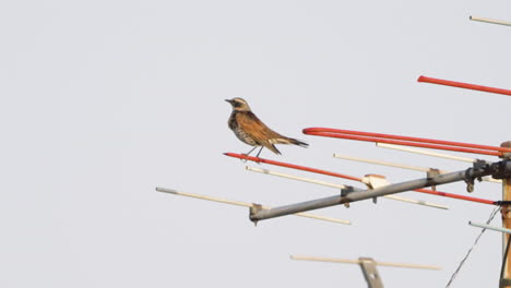 Dusky-Thrush-Perched-On-An-Antenna-Against-Gray-Sky-Background