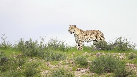 Wide-shot-of-a-male-and-female-leopard-walking-into-the-frame-and-looking-before-the-female-is-laying-down,-Kgalagadi-Transfrontier-Park