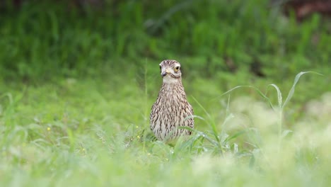 Low-angle-of-a-Spotted-Thick-knee-standing-in-the-green-grass-while-being-alert-and-pecking,-Kgalagadi-Transfrontier-Park