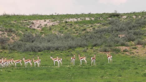 Extreme-wide-shot-of-a-herd-of-Springbok-standing-still-as-two-leopards-walking-by-on-the-dune-in-the-Kgalagadi-Transfrontier-Park