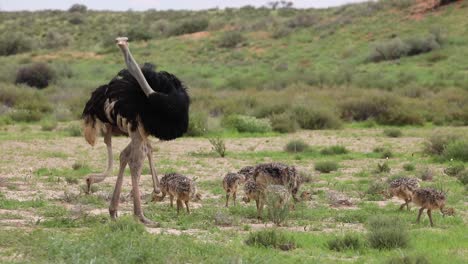 Wide-shot-of-an-Ostrich-family-feeding-in-the-green-grass-of-the-Kgalagadi-Transfrontier-Park