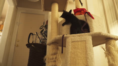 Curious-and-playful-Bombay-kitten-in-cat-tower,-medium-shot-truck-left