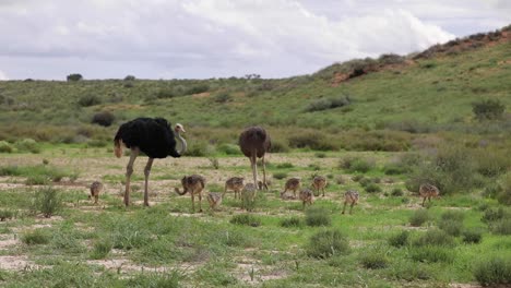 Extreme-wide-shot-of-an-Ostrich-family-feeding-in-the-green-grass-of-the-Kgalagadi-Transfrontier-Park