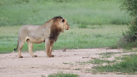 Beautiful-black-maned-lion-brothers-turning-over-a-rock-and-scent-marking-a-bush,-Kgalagadi-Transfrontier-Park