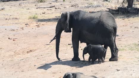 Wide-shot-of-an-African-Elephant-cow-walking-with-her-little-newborn-calf-in-the-back-showing-the-rest-of-the-herd-in-front,-Kruger-National-Park