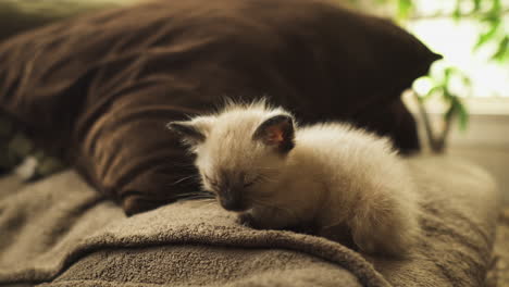 Sleepy-Siamese-kitten-sleeping-on-a-couch,-medium-shot
