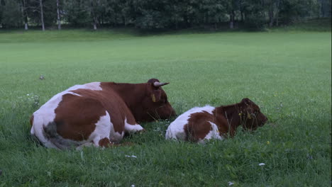 Slovenian-brown-cattle-Cika-grazing-on-pasture-in-European-Alpine-valley-of-Jezersko