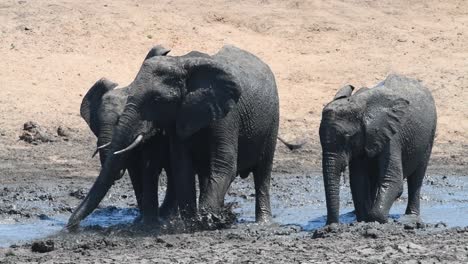 Drei-Afrikanische-Elefanten,-Die-An-Einem-Heißen-Tag-Im-Krüger-Nationalpark-In-Einem-Schlammigen-Wasserloch-Stehen-Und-Wasser-über-Sie-Spritzen