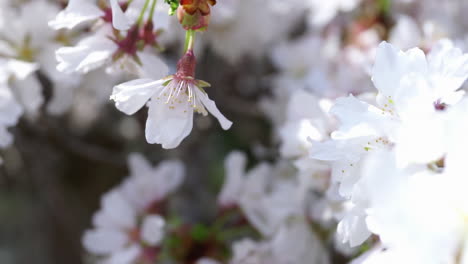 Kirschbaumblüte-Wiegt-Sich-Im-Wind