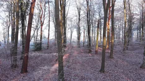 Drone-flying-through-beautiful-frosty-forest-in-morning