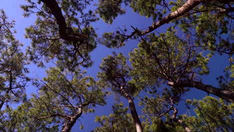 Looking-up-abstract-view-of-many-pine-trees-slowly-waving-against-blue-sky