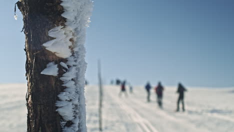 Nahaufnahme-Auf-Frostiger-Stange-Mit-Soft-Fokus-Leute,-Die-Im-Hintergrund-Skifahren