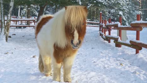 Nahaufnahme-Eines-Isländischen-Haarigen-Kleinen-Pferdes,-Das-Auf-Einem-Verschneiten-Bauernhof-In-Die-Kamera-Blickt