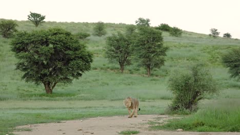 A-black-maned-lion-standing-in-the-green-landscape-of-the-Kgalagadi-Transfrontier-Park-and-roaring-to-announce-his-territory