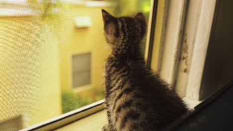 Curious-Tabby-kitten-looking-out-a-window,-close-up-seen-from-behind