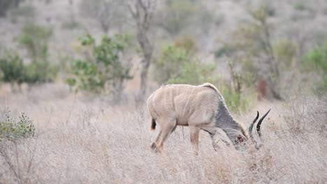 Wide-shot-of-a-Greater-Kudu-bull-walking-into-the-frame-and-feeding,-Kruger-National-Park