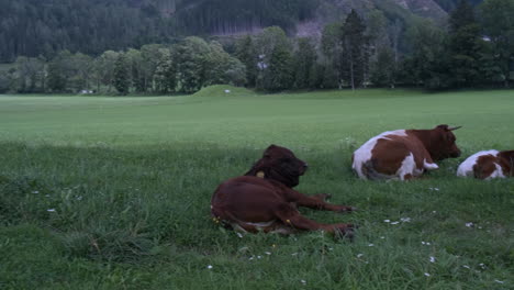 Native-Slovenian-brown-cattle-Cika-grazing-on-pasture-in-European-Alpine-valley-of-Jezersko