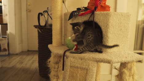 Tabby-kitten-is-playful-and-curious-in-cat-tower,-medium-shot