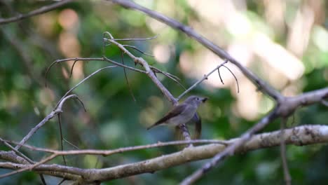 Grauköpfiger-Kanarienschnäpper,-Der-Einen-Taiga-Fliegenschnäpper-Jagt,-Culicicapa-Ceylonensis