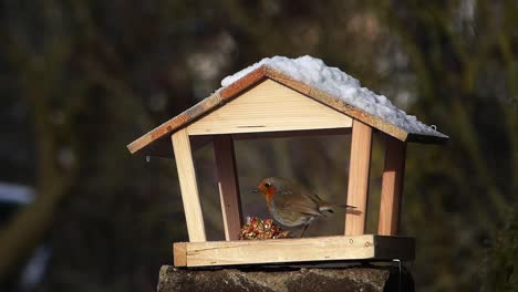 Robin-feeding-on-a-bird-feeder-is-scared-off-by-a-newcomer,-the-brambling