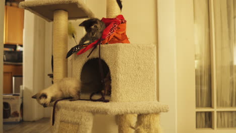 Tabby-and-Siamese-kittens-curious-and-playful-in-cat-tower,-medium-shot