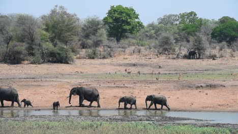 A-scenic-wide-shot-showing-a-small-herd-of-African-Elephants-walking-by-the-edge-of-a-waterhole-with-playful-calves-and-a-herd-of-impalas-in-the-background,-Kruger-National-Park