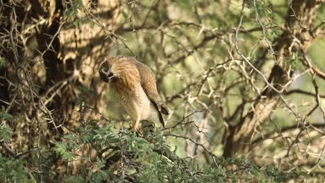 Wide-shot-showing-a-juvenile-Gabar-Goshawk-blends-in-perfectly-with-his-surroundings-while-perched-on-a-thorn-tree,-Kgalagadi-Transfrontier-Park