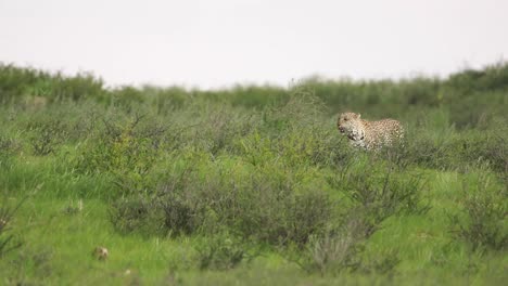 Wide-shot-of-a-leopard-walking-through-the-lush-green-landscape-of-the-Kgalagadi-Transfrontier-Park