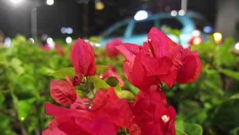 Rote-Blume-Mit-Nachtbokeh-Hintergrund