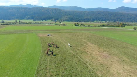 Herd-of-Horses-Run-Towards-Water-Tank-in-Meadow---Aerial,-Drone-View-from-Behind